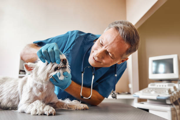 Best Walk-In Emergency Dentist in Ke Arthur, LA